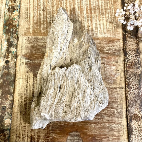 Coral Fossil Chunk 2lbs 8oz Light Grey Color Neutral Decor - Picture 5 of 13